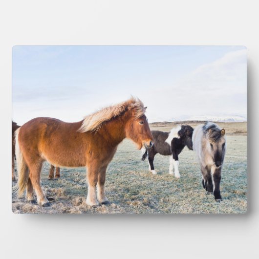 アイスランドの冬のアイスランドの馬 フォトプラーク (正面)