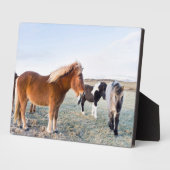 アイスランドの冬のアイスランドの馬 フォトプラーク (側面)