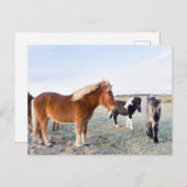 アイスランドの冬のアイスランドの馬 ポストカード (正面/裏面)