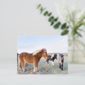 アイスランドの冬のアイスランドの馬 ポストカード (スタンド正面)