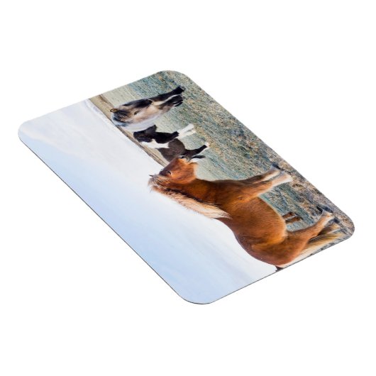 アイスランドの冬のアイスランドの馬 マグネット (右側)