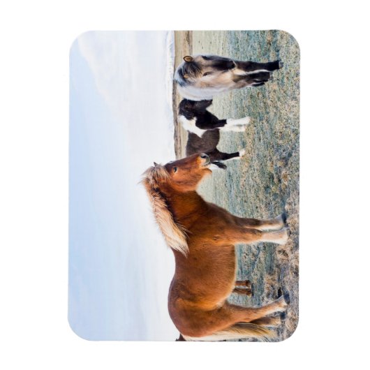 アイスランドの冬のアイスランドの馬 マグネット (縦)