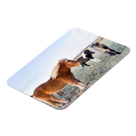 アイスランドの冬のアイスランドの馬 マグネット (左側)