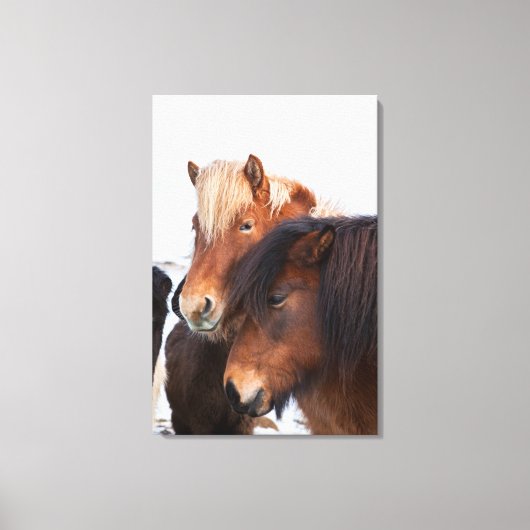 アイスランドの冬のアイスランド馬 キャンバスプリント (正面)