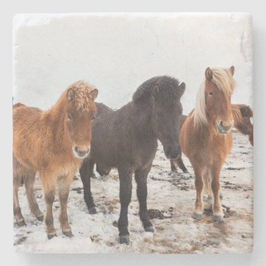 アイスランドの冬のアイスランド馬 ストーンコースター (正面)