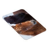 アイスランドの冬のアイスランド馬 マグネット (右側)