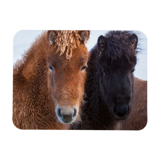 アイスランドの冬のアイスランド馬 マグネット (横)