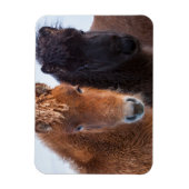 アイスランドの冬のアイスランド馬 マグネット (縦)