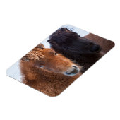 アイスランドの冬のアイスランド馬 マグネット (左側)