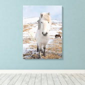 アイスランドの白いアイスランドホース キャンバスプリント (インサイチュ (ウッドフロア))