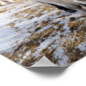 アイスランドの白いアイスランドホース ポスター (角)