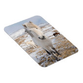 アイスランドの白いアイスランドホース マグネット (右側)