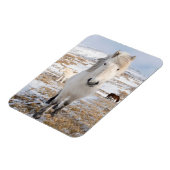 アイスランドの白いアイスランドホース マグネット (左側)