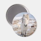 アイスランドの白いアイスランドホース マグネット (正面/裏面)