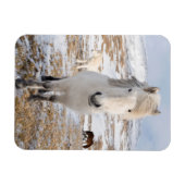 アイスランドの白馬 マグネット (横)