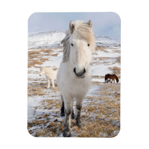 アイスランドの白馬 マグネット