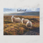 アイスランドの羊 ポストカード (正面)