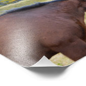 アイスランドの馬が挨拶し合う フォトプリント            (角)