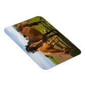 アイスランドの馬が放牧 マグネット (右側)