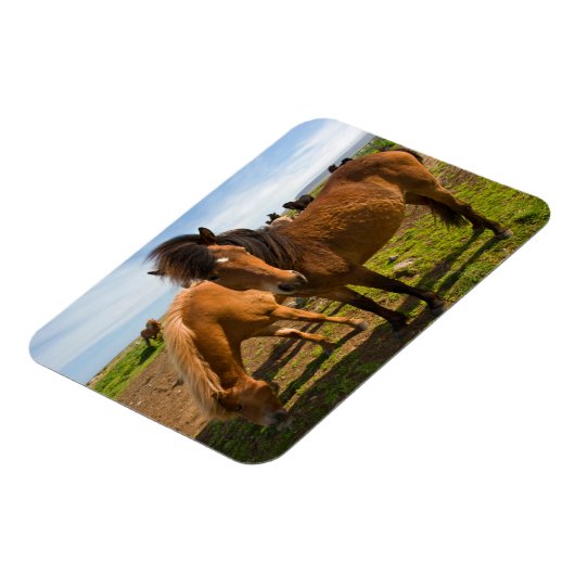 アイスランドの馬が放牧 マグネット (左側)