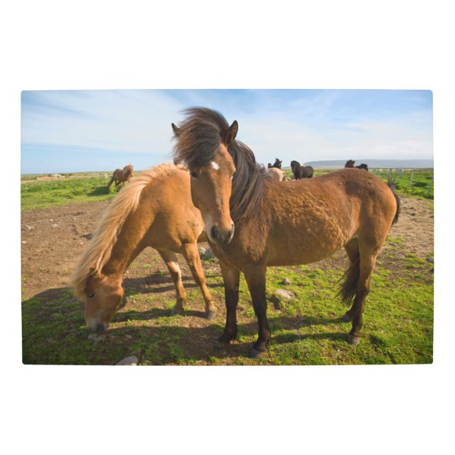 アイスランドの馬が放牧 メタルプリント (正面)