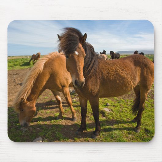 アイスランドの馬が草を食べる マウスパッド (正面)