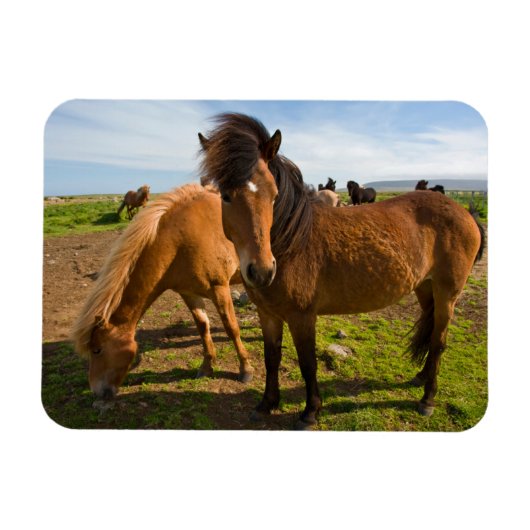 アイスランドの馬が草を食べる マグネット (横)