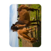 アイスランドの馬が草を食べる マグネット (縦)