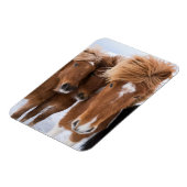 アイスランドの馬に鼻をすり寄せられる、アイスランド マグネット (左側)