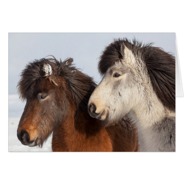 アイスランドの馬のプロフィール (正面横)