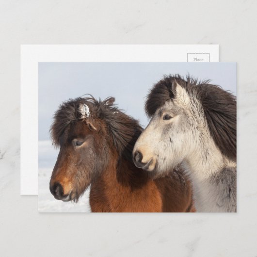 アイスランドの馬のプロフィール ポストカード (正面/裏面)
