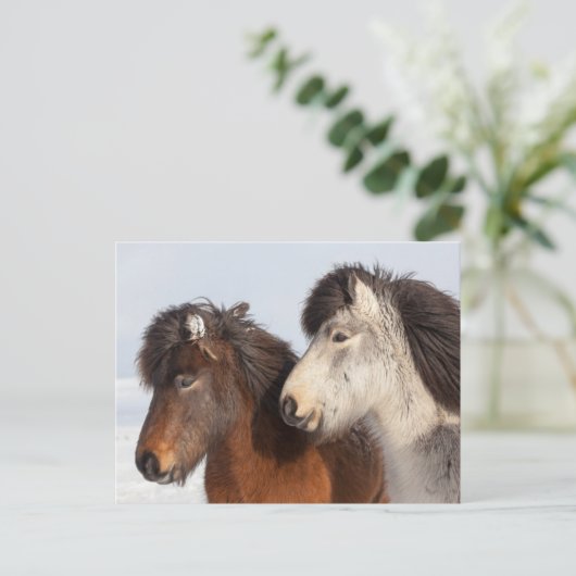 アイスランドの馬のプロフィール ポストカード (スタンド正面)