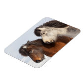 アイスランドの馬のプロフィール マグネット (左側)