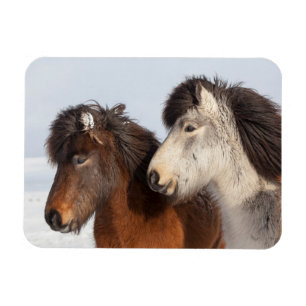アイスランドの馬のプロフィール、氷島 マグネット