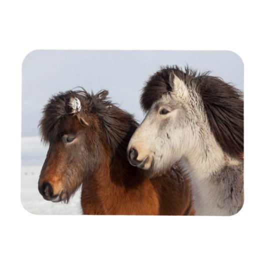 アイスランドの馬のプロフィール、氷島 マグネット (横)