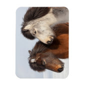アイスランドの馬のプロフィール、氷島 マグネット (縦)