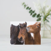 アイスランドの馬の友人，アイスランド ポストカード (スタンド正面)