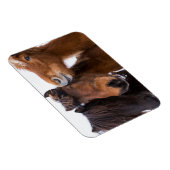 アイスランドの馬の友人，アイスランド マグネット (右側)