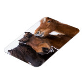 アイスランドの馬の友人，アイスランド マグネット (左側)