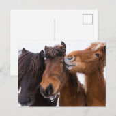 アイスランドの馬の友達, アイスランド ポストカード (正面/裏面)