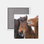 アイスランドの馬の友達、 アイスランド マグネット (正面/裏面)