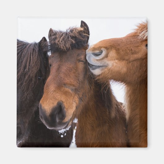 アイスランドの馬の友達、 アイスランド マグネット (正面)