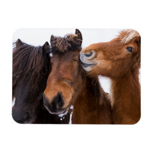 アイスランドの馬の友達、アイスランド マグネット