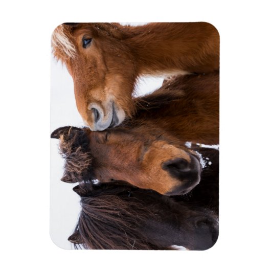 アイスランドの馬の友達, アイスランド マグネット (縦)