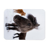 アイスランドの馬の肖像 マグネット (横)