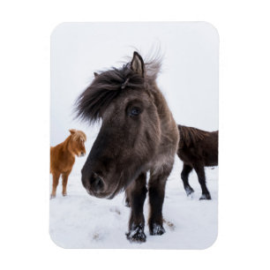 アイスランドの馬の肖像 マグネット