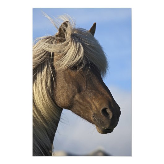 アイスランドの馬の頭 アイスランド フォトプリント            (正面)