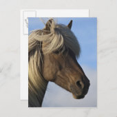 アイスランドの馬の頭、アイスランド ポストカード (正面/裏面)
