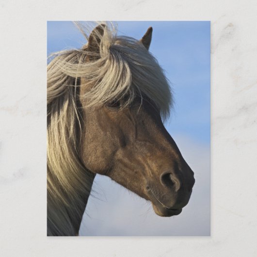 アイスランドの馬の頭、アイスランド ポストカード (正面)