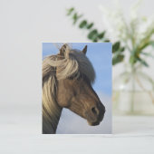 アイスランドの馬の頭、アイスランド ポストカード (スタンド正面)
